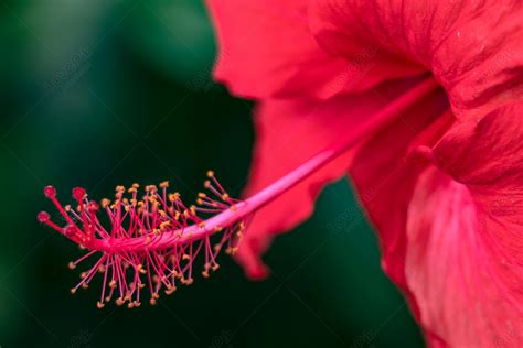 大紅花種植|朱槿 (護理, 特徵, 花, 圖片)